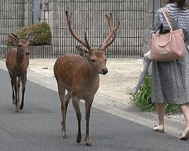 探秘奈良野生鹿